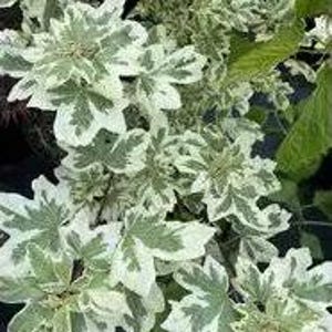 May include: A variegated shrub featuring lobed leaves with a distinct pattern of creamy white margins and centers of sage green. The plant displays a dense cluster of foliage with multiple stems and branches, showcasing a bright, high-contrast appearance.