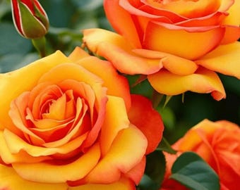 Rose - Showpiece Orange - 2 feet tall - ship in 6" pot