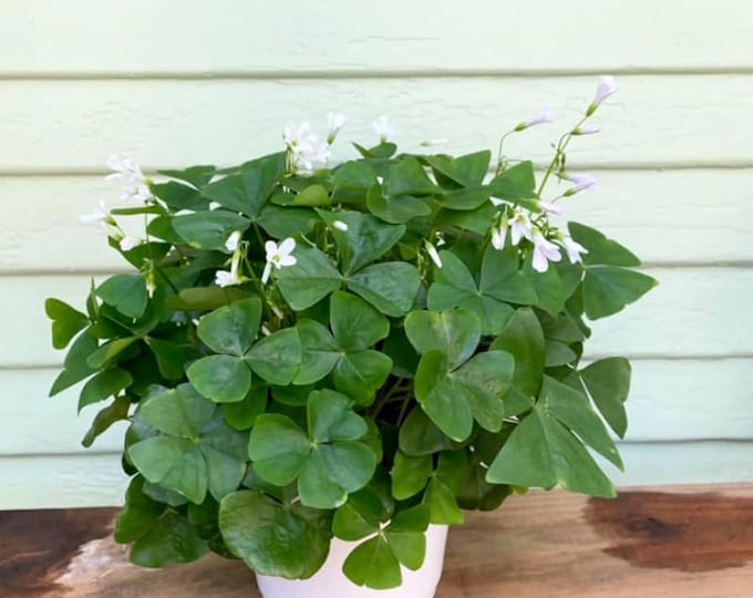 Oxalis Green 1 live plant 6” pot
