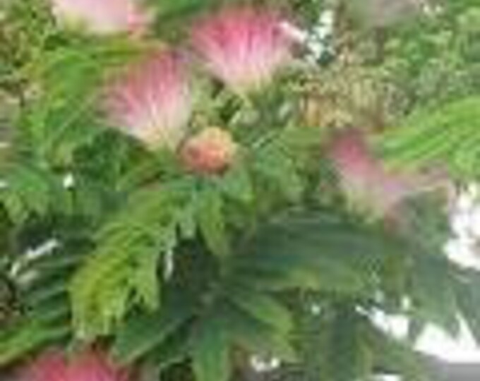 Albizia julibrissin 'E. H. Wilson' SILK TREE  - 1 Feet Tall - Ship in 6" Pot