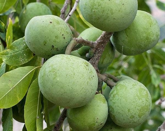 White sapote  - grafted tree - 1 plants - 1 to 2  feet tall - ship in 3 gal pot