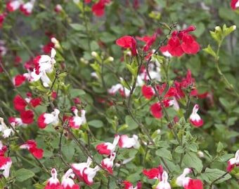 Salvia  'Hot Lip'  1 live plant  - 1 Feet Tall - ship in 6" pot