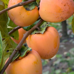 Hachiya persimmon tree- 3 to 4 feet tall - grafted tree - ship in 3gal pot