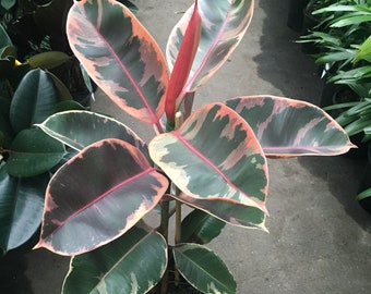 Ficus Elastica 'Red Ruby' - 1  Plant - 2  Feet Tall - Ship in 6" Pot