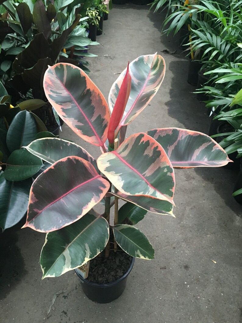 Ficus Elastica 'Red Ruby' 1 Plant 2 Feet Tall Ship in 6 Pot image 1