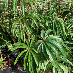 Begonia luxurians 1-2 feet tall ship in 6” pot