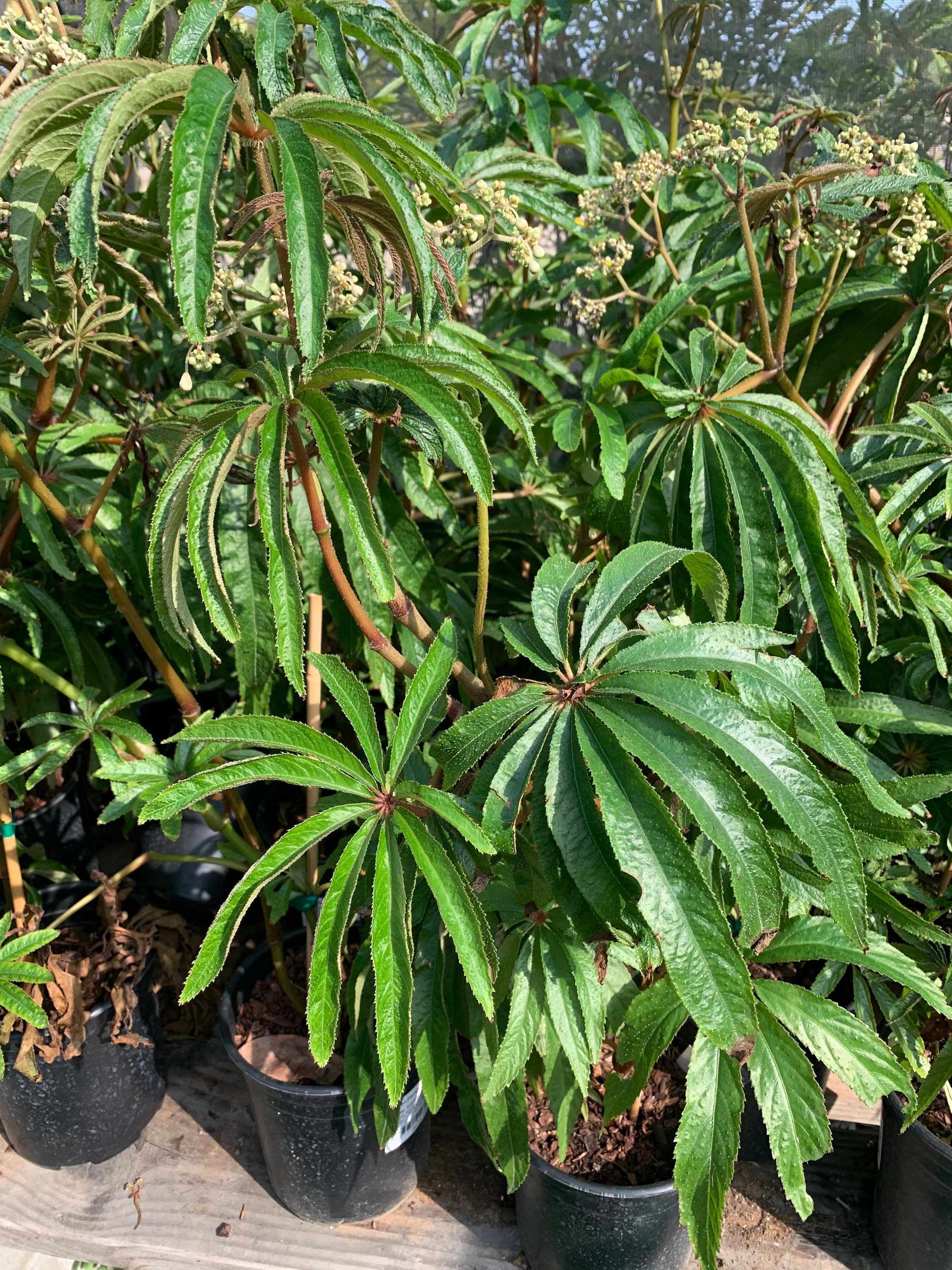 Begonia luxurians 1-2 feet tall ship in 6” pot