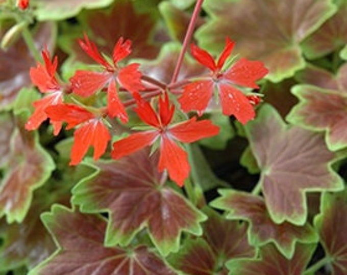 Geranium vancouver centennial 1 live plant  ship in 6" pot