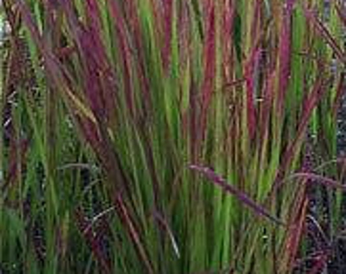 Imperatata cylindrica 'Rubra' - Japanese Blood Grass - 1 Plants  - 1 feet Long  - Ship in 6" Pot