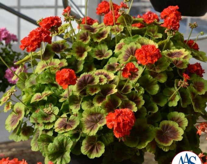 Geranium Brocade Fire  ship in 6" pot