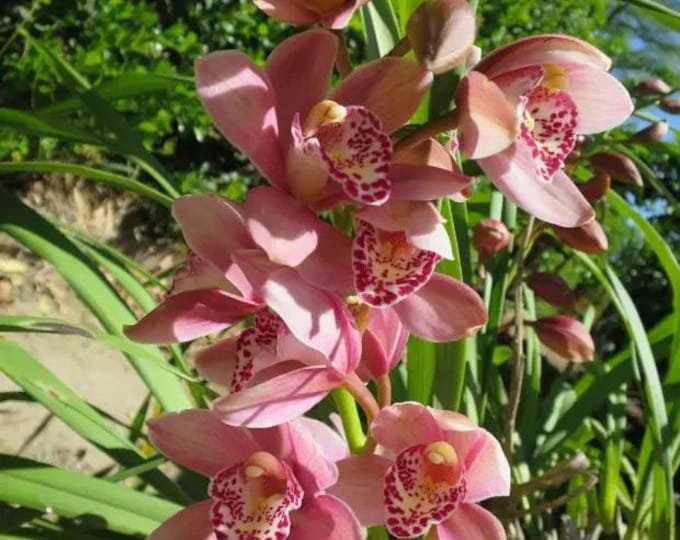 Cymbidium Orchid Plants - Pink - 2 Feet tall - 2  Bulbs - Ship in 6" Pot