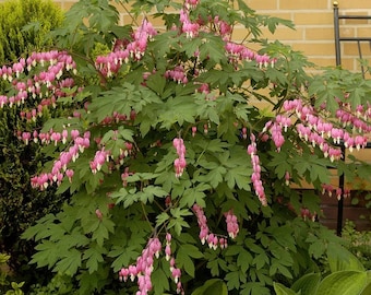 Pink Bleeding Heart - Dicentra Pink - 1 Plants - 1 Feet Tall - ship in 6" pot