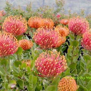 Leucospermum patersonii ‘brothers’ 1 live plant  ship in 3gal pot