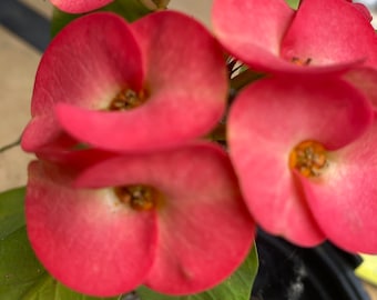 Corona De Cristo / Crown of Thorns / Euphoria Milii- La Naranja Roja