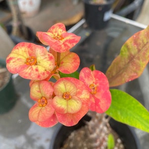 Corona De Cristo / Crown of Thorns / Euphoria Milii- La Coloreateada (Plant/Planta)