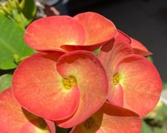 Corona De Cristo / Crown of Thorns / Euphoria Milii- La Reina - (Planta/Plant)