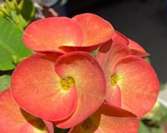 Corona De Cristo / Crown of Thorns / Euphoria Milii- La Reina - (Planta/Plant)