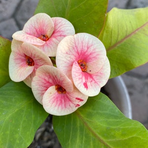 Corona De Cristo / Doornenkroon / Euphoria Milii- La Blanca Rosa (plant/planta)