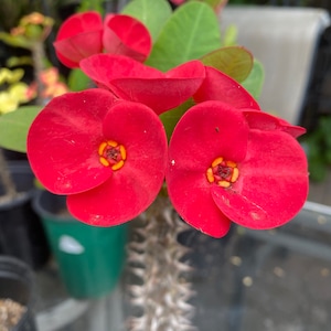 Euphoria Plant - Etsy