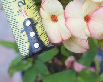 Corona De Cristo / Crown of Thorns / Euphoria Milii- La Media Naranja (Plant/Planta)
