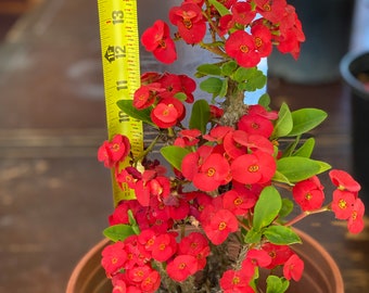 Corona De Cristo / Crown of Thorns / Euphoria Milii- La Pequena Roja ( Plant / Planta )