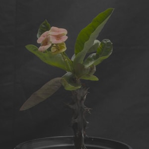 Corona De Cristo / Crown of Thorns / Euphoria Milii- La Blanca Rosa (Plant/Planta)