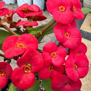 Corona De Cristo / Crown of Thorns / Euphoria Milii- La Pequena Roja ( Plant / Planta )