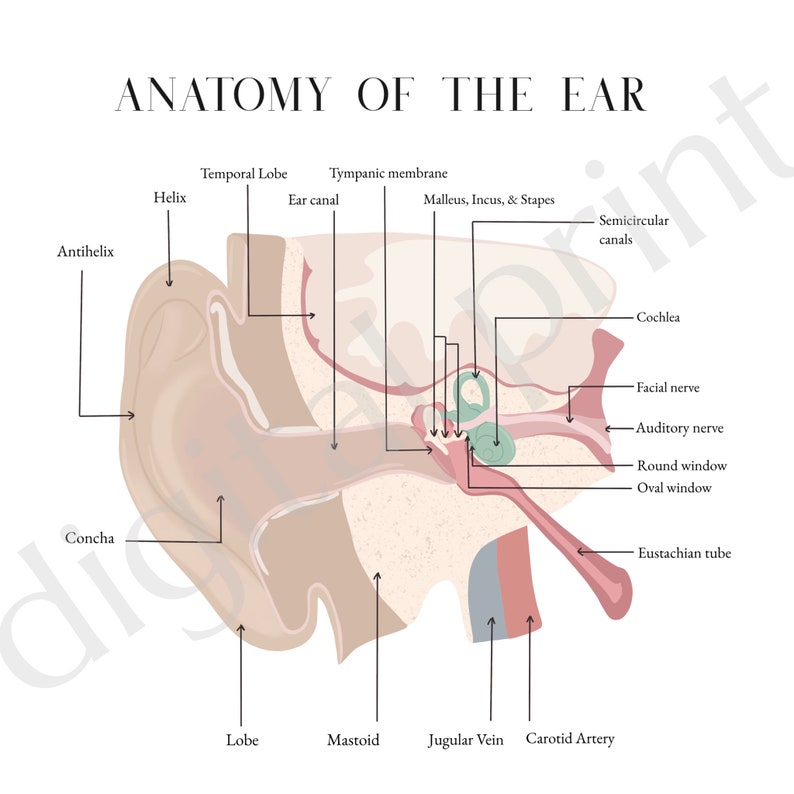 5x5, 8x10, & 11x14 Ear Anatomy Print With Labels, Audiology Print ...