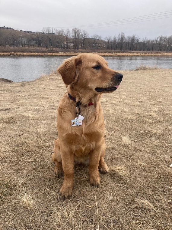 Do You Have To Register Your Dog In Bc