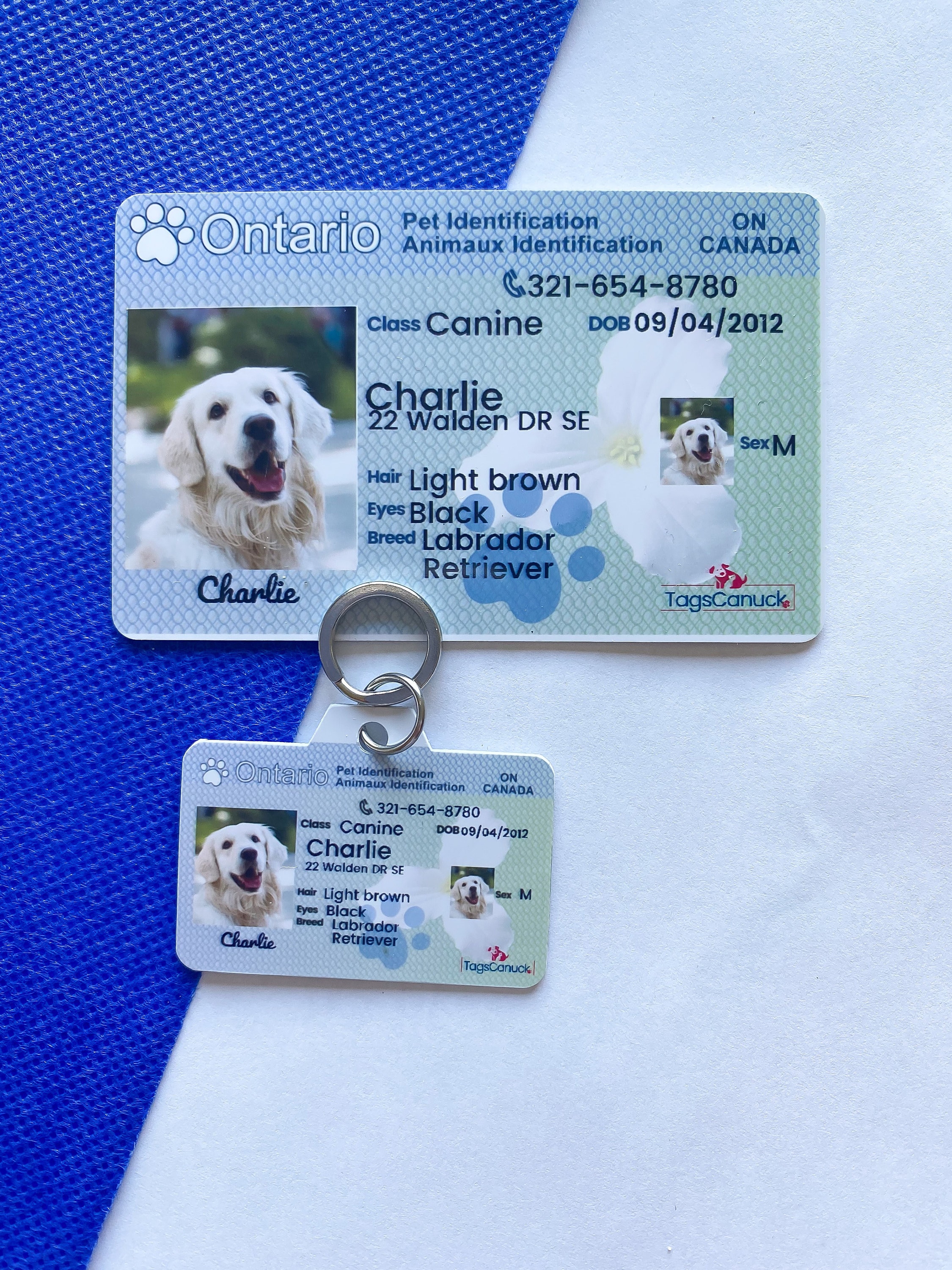 Do You Need A Dog License In Ontario