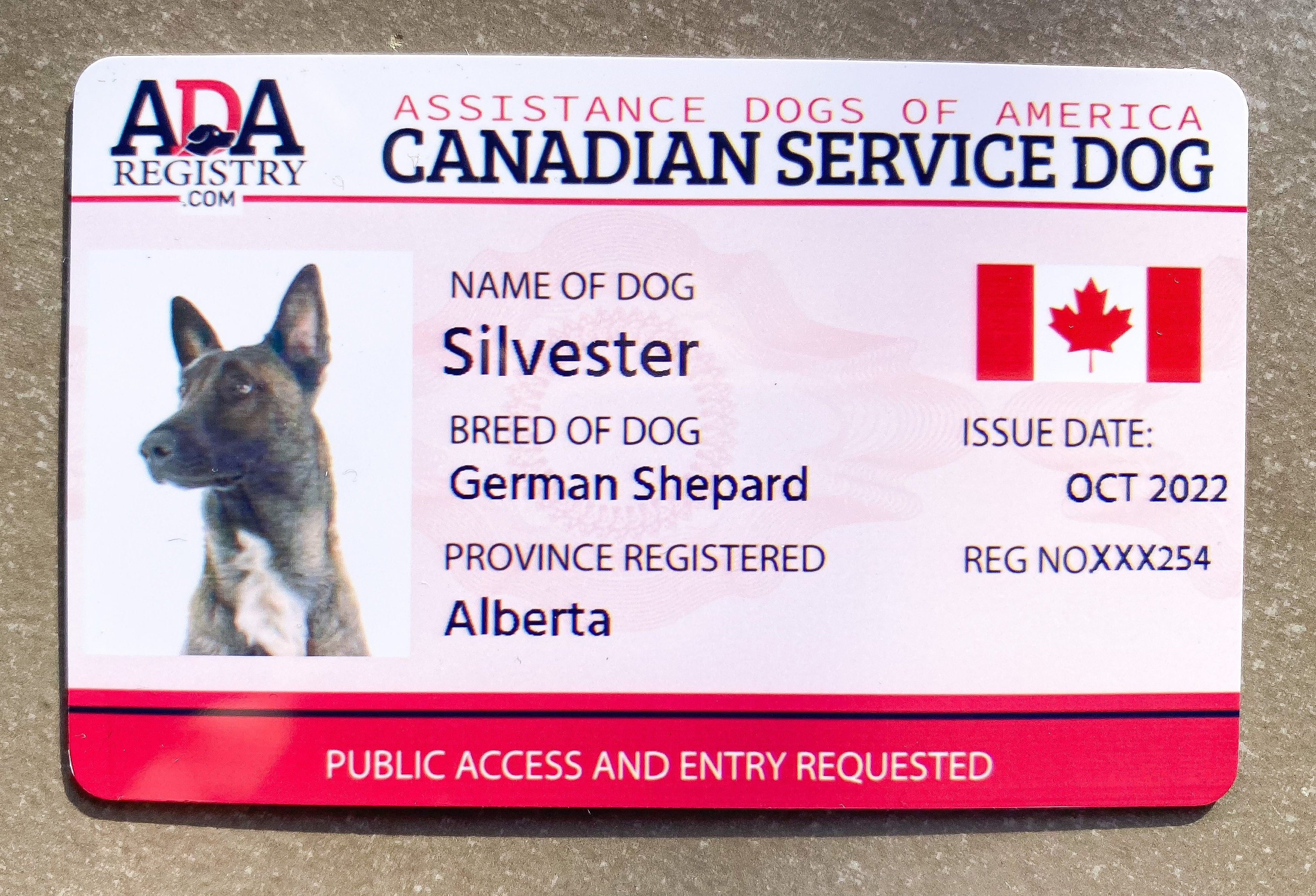 Do I Qualify For A Service Dog Canada Do I Qualify For A Service Dog Canada