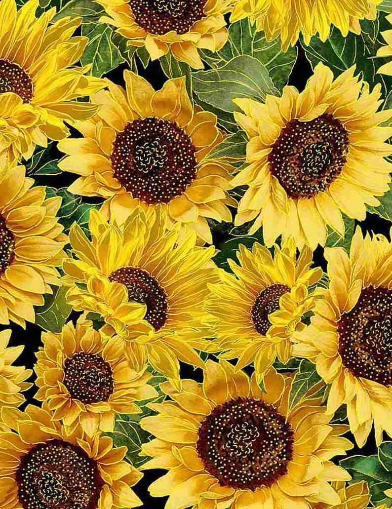 Sunflower Fabric Timeless Treasures Sunflower Fabric - Etsy