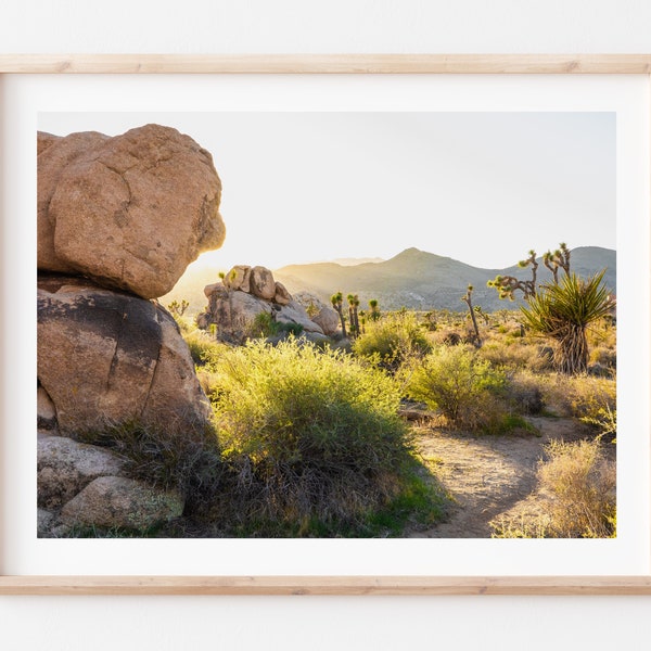 Joshua Tree Plant - Etsy