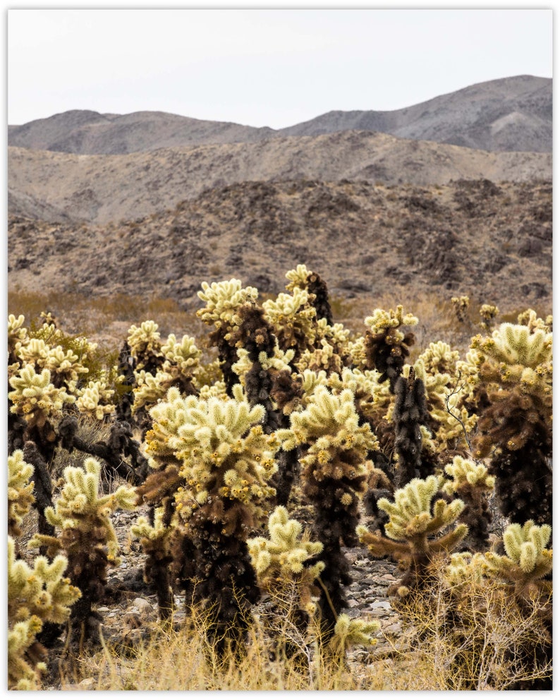 Joshua Tree National Park, Cholla Cactus Garden, California Fine Art Photo Print Giclée / Poster imagem 7