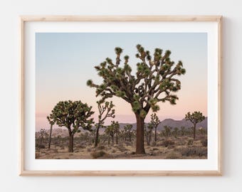 Joshua Tree National Photo Print, Fine Art Photography, Desert, California, Framed Option