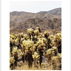 Joshua Tree National Park, Cholla Cactus Garden, California Fine Art Photo Print Giclée / Poster imagem 6