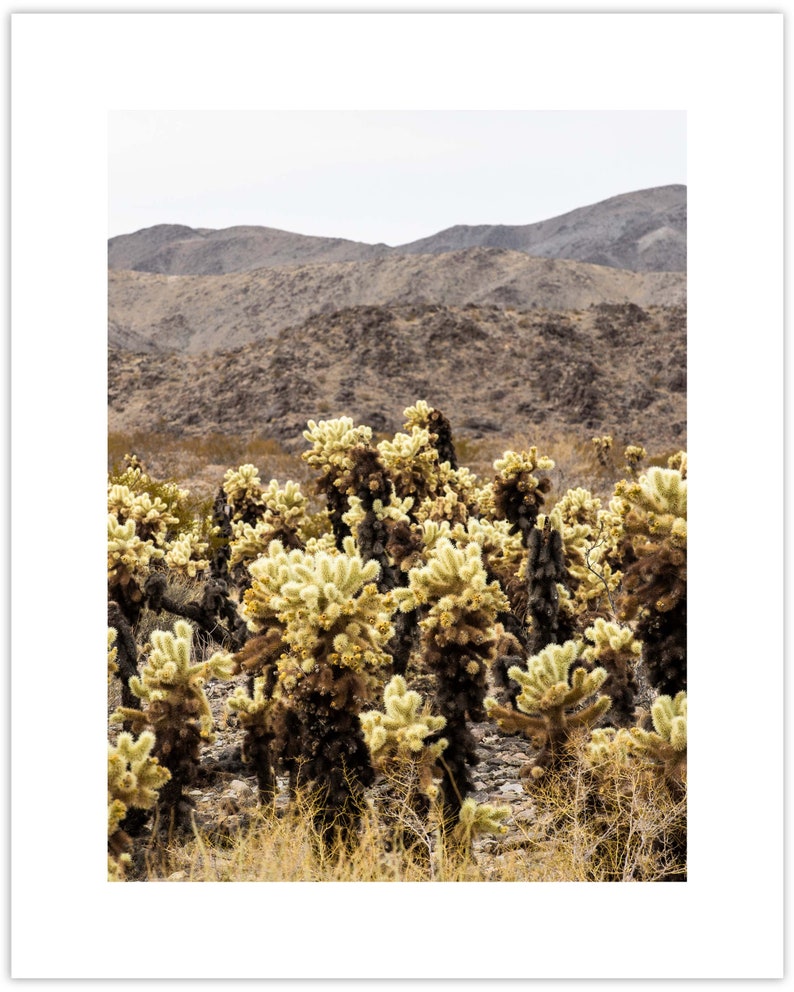 Joshua Tree National Park, Cholla Cactus Garden, California Fine Art Photo Print Giclée / Poster imagem 6