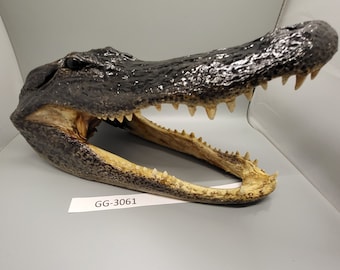 Head From 7 Foot Wild Louisiana Gator