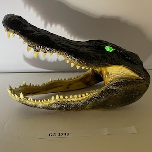 Alligator With Glow In The Dark Eyes From 9 Foot Wild Louisiana Alligator