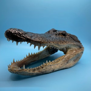 Jumbo Alligator Head Taxidermy | Real Louisiana Gator Decor | Oddities Curiosity Display zdjęcie 6