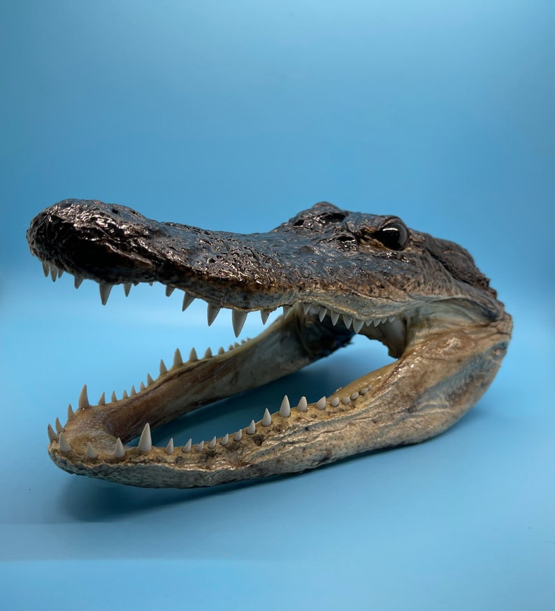 Jumbo Alligator Head Taxidermy | Real Louisiana Gator Decor | Oddities Curiosity Display zdjęcie 6