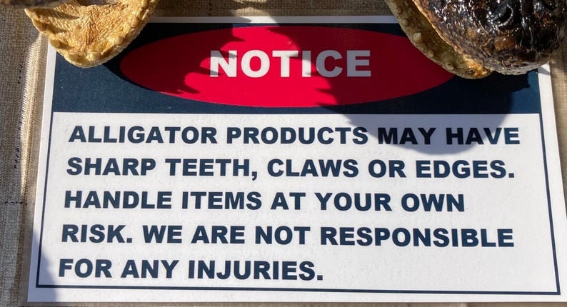 Jumbo Alligator Head Taxidermy | Real Louisiana Gator Decor | Oddities Curiosity Display zdjęcie 7