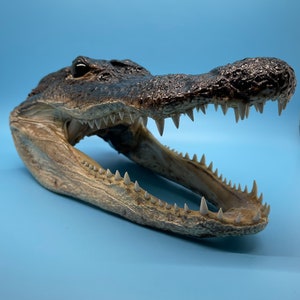 Jumbo Alligator Head Taxidermy | Real Louisiana Gator Decor | Oddities Curiosity Display zdjęcie 5