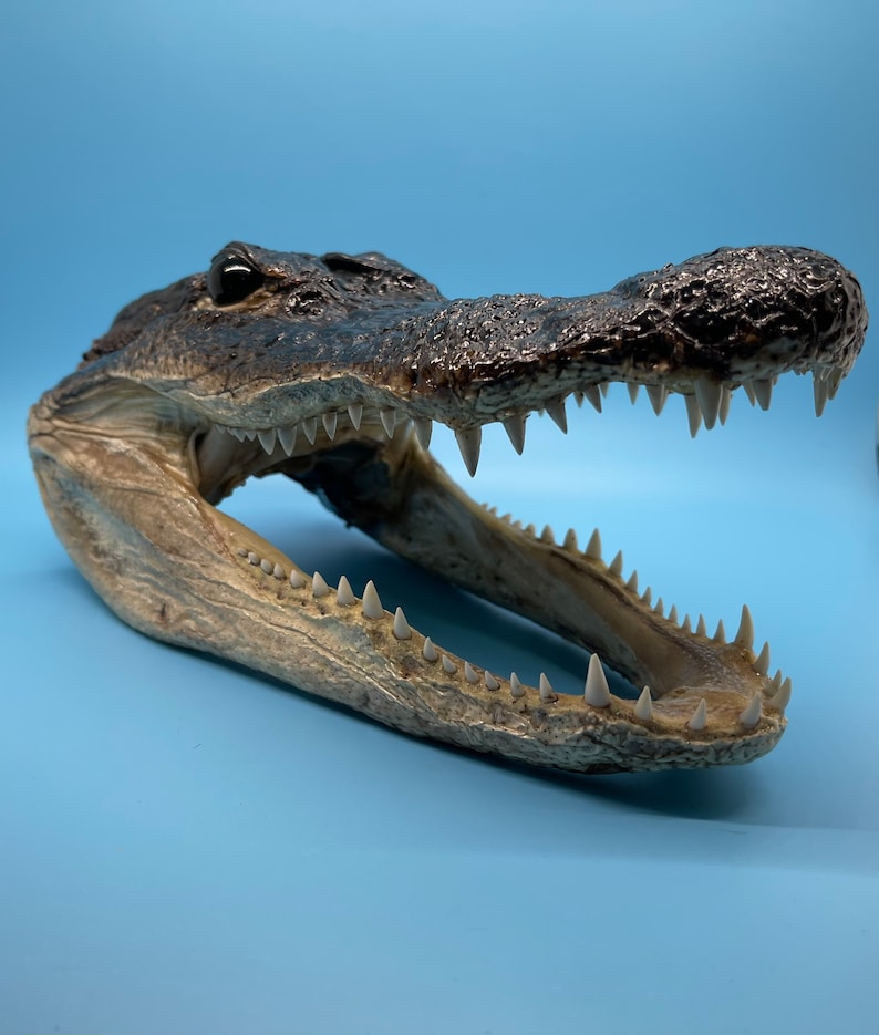 Jumbo Alligator Head Taxidermy | Real Louisiana Gator Decor | Oddities Curiosity Display zdjęcie 5