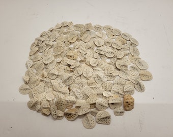 Extra Small Alligator Scutes Half Pound | Louisiana Craft Supply, Oddities Decor