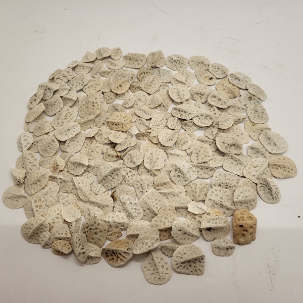 Alligator Scutes Extra Small 1/2 Pound Bag For Jewelry Making