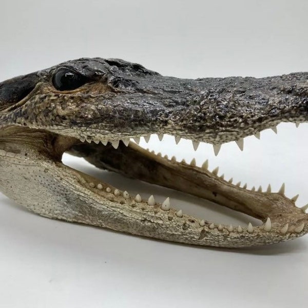 Alligator Head Taxidermy From Genuine Louisiana Gator