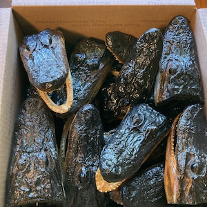 May include: A cardboard box filled with multiple alligator heads. The alligator heads are dark in color, with visible scales and open jaws. The box has printed text on the sides.