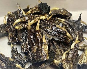 Lot Of 25 Small Alligator Feet For Crafting Oddity