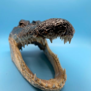 Jumbo Alligator Head Taxidermy | Real Louisiana Gator Decor | Oddities Curiosity Display zdjęcie 2